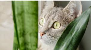 Cat Safe House Plants Veterinarian In