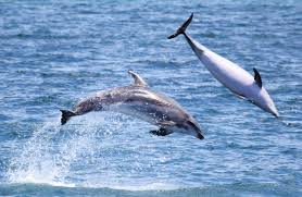 bottlenose dolphin new zealand marine
