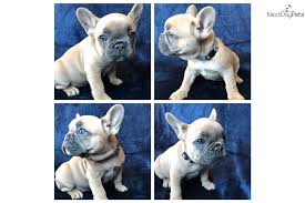 If you want a dog that's small in size yet big on fun, and you simply can't get enough of those big eyes, and that squishy face, then the french. Grey French Bulldog Puppy For Sale Near San Antonio Texas 81837fd6 2ca1