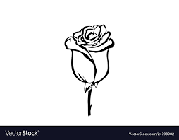 hand drawn rose flowers black and white