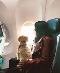 tips for flying with your dog in cabin
