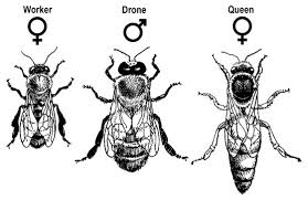 how to identify the 3 castes of bees
