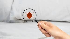 early signs of bed bugs forbes home