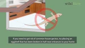 How to Get Rid of Common House Geckos - YouTube