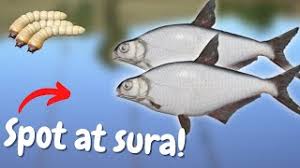 Here are found wild carp, silver carp, sichel, bighead carp, volga zander or rudd, and if youre lucky, your trophy may be a sterlet or sturgeon. Russian Fishing 4 Leveling Guide W Mdawg Episode 8 06 2021 Bream Spot Nghenhachay Net