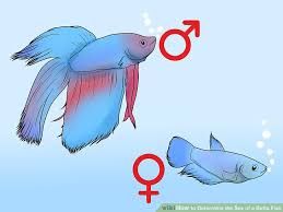 How To Determine The Sex Of A Betta Fish 9 Steps With