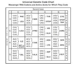 28 Codons Triplets Mrna Codon And Dna Sequence Chart