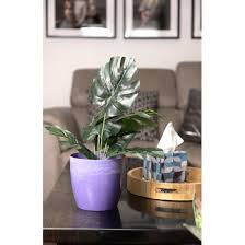 Set Of 4 Plant Pots Indoor Various