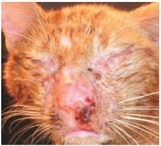 streptococcal infections in cats abcd