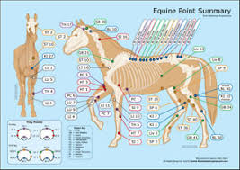 Equine Point Summary Elemental Acupressure