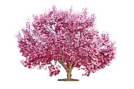 One of the most common flowering trees in central florida is the tabebuia or the trumpet tree. Seven Beautiful Flowering Trees That Grow Well In Florida