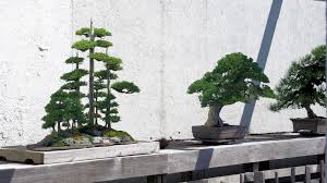bonsai exhibits 6 places in the u s
