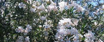 In one case, a dog ate an entire garden's worth of easter eggs that had been hidden for a large group of kids. Nerium Oleander Nerium Oleander Mixed Hybrids Noids