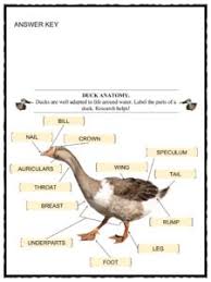 Duck Facts Worksheets Habitat Species For Kids