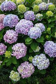 Perennial flowers to plant in spring. 20 Best Perennial Flowers Easy Perennial Plants To Grow