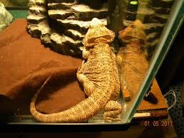 7 step bearded dragon care guide