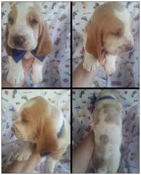 Here is the beginner guide will help you to choose the perfect puppy by their color, price, temperament & more. Basset Hound Puppy For Sale In Bakersfield California Classified Americanlisted Com
