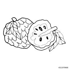I live in near kiama in southern nsw. Cool Outline Custard Apple Drawing The Campbells Possibilities