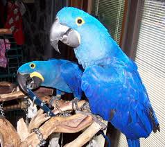 hyacinth macaw parrots nt bird farm