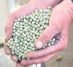 peas for producers alberta pulse growers