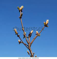 Horse Chestnut Branch Buds Stock Photo 632264240 gambar png