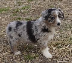 Beautiful dogs with sound bodies and minds, stud service, puppies and occassional older dogs. Puppies Mountain Wrangler Aussies Australian Shepherd Puppies For Sale