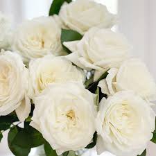 Alabaster White Luxury Cut Garden Roses