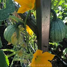 How To Grow Winter Squash Growing In