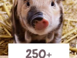 Here's a quick overview of the most common and heritage breeds. 250 Pet Pig Names For Your Little Piglet From Albert To Wally Pethelpful By Fellow Animal Lovers And Experts