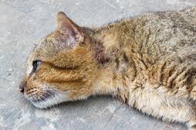 front leg injury in cats signs