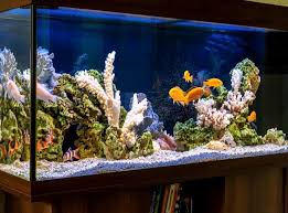 Aquarium Tank Glass Need To Be Tempered
