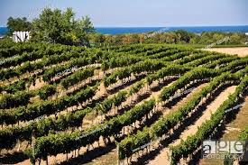 vineyards at east dell estates winery