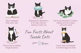 So, you are new to the world of cats. 8 Fun Facts About Tuxedo Cats