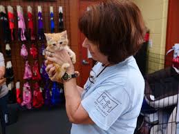 At animates all our kittens and cats up for adoption are from rescues. The Do S And Don Ts Of Finding A Newborn Kitten Pet Alliance Of Greater Orlando