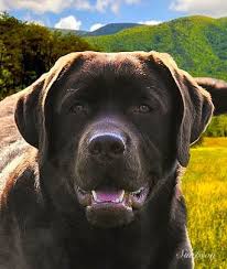 European and russian imported lines from the finest kennels. English Mountain Labradors Home