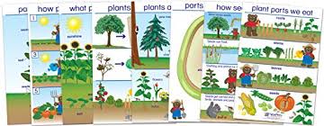 Amazon Com Newpath Learning 94 0221 All About Plants