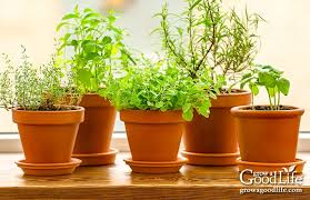 Grow Herbs Indoors Herbs That Thrive