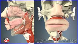 nose 3d human anatomy organs