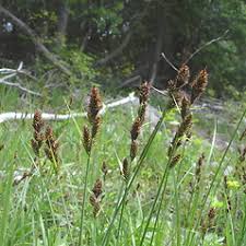 Carex buxbaumii (brown bog sedge): Go Botany