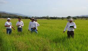 Resultado de imagen para foto cultivos de arroz