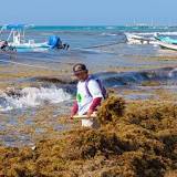 How bad is the seaweed in Cancun 2022?