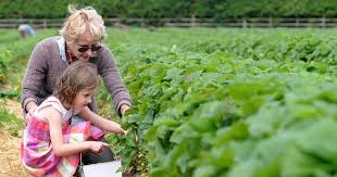 14 Fruit And Veg Picking Farms In And