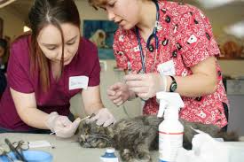 Click on the sections below to get safe care spay / neuter clinic services for strays feral cat services (tnvr). Steps Made To Control Feral Cats Local Dnews Com