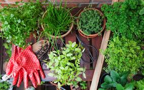 To get the maximum yields from each bed, pay attention to how you arrange your plants. How To Start A Vegetable Garden At Home Just In Time For Earth Day Travel Leisure