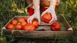 how to fertilize tomatoes expert tips