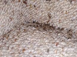 carpet beetle larvae infestations