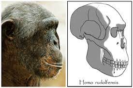 Homo rudolfensis by babanovac0232 on DeviantArt