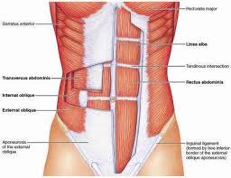 Rib cage anatomy, terminology and elements. Breathing Muscles And Singing Tips For Vocalists