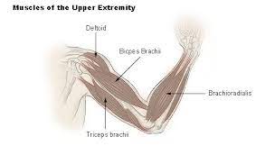 Terms such as flexor (flex the arm), extensor (extend the arm), abductor (move the arm laterally away from the torso), and adductor (return the. Seer Training Muscles Of The Upper Extremity