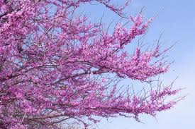 If you have questions, we can assist you in making your selections, so call us today. What Tree Bloom First In Georgia S Spring North American Tree Service